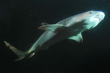 Aquarium de l'Ile d'Elbe