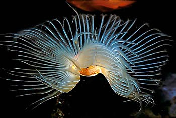 Acquario dell'Elba